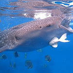 オスロブ:徹底ガイド