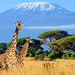 キリマンジャロ登山:徹底ガイド